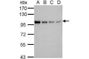 WB Image Sample (30 ug of whole cell lysate) A: 293T B: A431 C: HeLa D: HepG2 7. (POU2F1 antibody)
