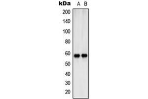 Western blot analysis of SHCB expression in Jurkat (A), NIH3T3 (B) whole cell lysates.