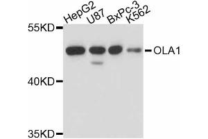 Western blot analysis of extracts of various cell lines, using OLA1 antibody (ABIN4904613) at 1:1000 dilution. (OLA1 antibody)