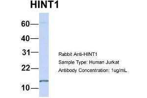 Host: Rabbit  Target Name: HINT1  Sample Tissue: Human Jurkat  Antibody Dilution: 1. (HINT1 antibody  (N-Term))