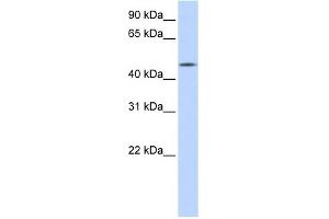 C20ORF160 antibody used at 1 ug/ml to detect target protein. (C20orf160 antibody  (N-Term))