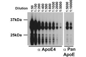 Western blot of ApoE4, mAb (4E4) . (APOE antibody  (Arg110))