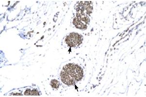 Human urinary bladder (MMP19 antibody  (N-Term))