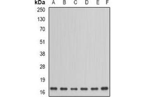 Western blot analysis of NDUFA12 expression in HepG2 (A), PC12 (B), mouse kidney (C), mouse testis (D), rat heart (E), rat brain (F) whole cell lysates. (NDUFA12 antibody)