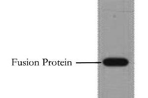 Western Blot analysis of 1 μg Flag fusion protein using Flag-Tag Monoclonal Antibody at dilution of 1:10000. (DYKDDDDK Tag antibody)