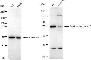 Western blotting analysis using BAG cochaperone 3 antibody (ABIN7800911).