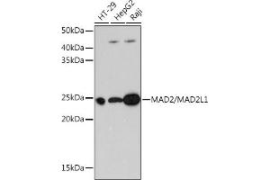 Western blot analysis of extracts of various cell lines, using M/M/ML1 Rabbit mAb (ABIN7268354) at 1:1000 dilution. (MAD2L1 antibody)