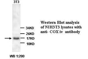Image no. 1 for anti-Cytochrome C Oxidase Subunit IV Isoform 1 (COX4I1) (N-Term) antibody (ABIN791056) (COX IV antibody  (N-Term))