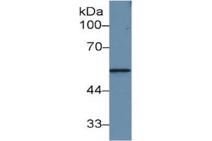 Rabbit Capture antibody from the kit in WB with Positive Control: Rat small intestine lysate. (MMP12 ELISA Kit)