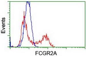 Image no. 7 for anti-Fc gamma RII (CD32) antibody (ABIN1497256) (Fc gamma RII (CD32) antibody)
