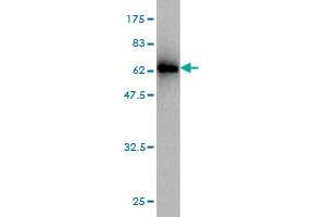 Western Blot detection against Immunogen (63. (Emilin1 antibody  (AA 1-347))