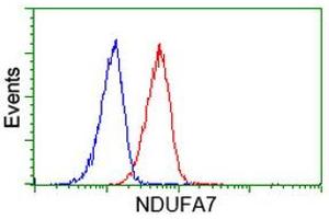 Image no. 2 for anti-NADH Dehydrogenase (Ubiquinone) 1 alpha Subcomplex, 7, 14.5kDa (NDUFA7) antibody (ABIN1499658) (NDUFA7 antibody)