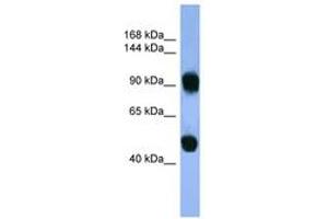 Image no. 1 for anti-Adaptor-Related Protein Complex 1, beta 1 Subunit (AP1B1) (AA 490-539) antibody (ABIN6746731) (AP1B1 antibody  (AA 490-539))