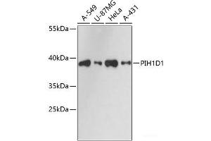 Western blot analysis of extracts of various cell lines using PIH1D1 Polyclonal Antibody at dilution of 1:3000. (PIH1D1 antibody)