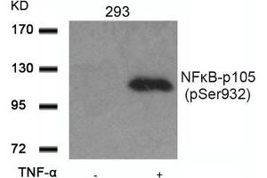 Western blot analysis of extracts from 293 cells untreated or treated with TNF-a using NFkB-p105(Phospho-Ser932) Antibody. (NFKB1 antibody  (pSer932))