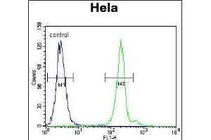 G7L Antibody 11191a flow cytometric analysis of Hela cells (right histogram) compared to a negative control cell (left histogram). (ATG7 antibody  (AA 540-569))