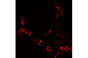ABIN6274871 staining NIH-3T3 cells by IF/ICC.