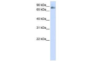 Western Blotting (WB) image for anti-Transmembrane and Coiled-Coil Domains 3 (TMCO3) antibody (ABIN2459099) (TMCO3 antibody)