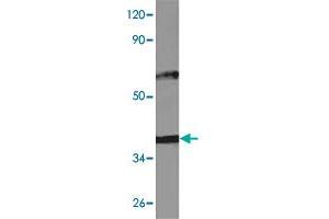 Western blot analysis of THP-1 cell lysate with NFKBIB (phospho S23) polyclonal antibody  at 1:500 dilution. (NFKBIB antibody  (pSer23))