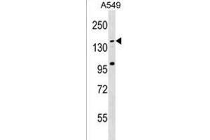 CCDC144C Antibody (C-term) (ABIN1536643 and ABIN2850209) western blot analysis in A549 cell line lysates (35 μg/lane). (CCDC144C antibody  (C-Term))