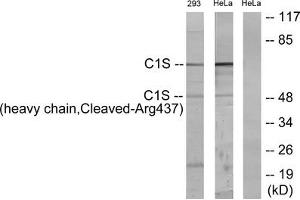Western blot analysis of extracts from 293 cells treated with etoposide (25uM, 1hour) and HeLa cells treated with etoposide (25uM, 24hours), using C1S (heavy chain, Cleaved-Arg437) antibody. (C1S antibody  (Cleaved-Arg437))
