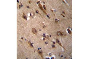 Formalin fixed, paraffin embedded human brain tissue stained with RIC3 Antibody (C-term) followed by peroxidase conjugation of the secondary antibody and DAB staining.