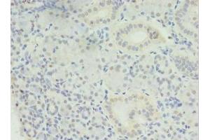 Immunohistochemistry of paraffin-embedded human pancreatic tissue using ABIN7159152 at dilution of 1:100