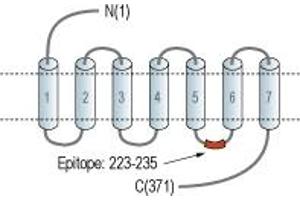 Representative domain view of the target of ABIN7885009.