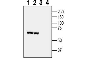 Western blot analysis of rat brain cortex lysate (lanes 1 and 3) and mouse brain lysate (lanes 2 and 4):1-2.