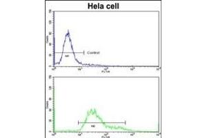 Flow cytometric analysis of hela cells using PDIA6 Antibody (Center )(bottom histogram) compared to a negative control cell (top histogram)FITC-conjugated goat-anti-rabbit secondary antibodies were used for the analysis.