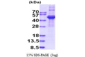 SDS-PAGE (SDS) image for Transforming Growth Factor, beta 3 (TGFB3) (AA 24-412) protein (His tag) (ABIN5854156)