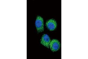 Immunofluorescence (IF) image for anti-Chemokine (C-C Motif) Ligand 2 (CCL2) antibody (ABIN3002757) (CCL2 antibody)