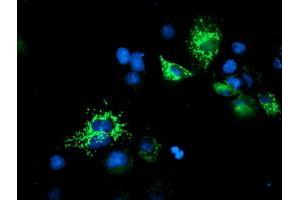 Image no. 3 for anti-Ubiquinol-Cytochrome C Reductase Core Protein I (UQCRC1) (AA 46-305) antibody (ABIN1491532) (UQCRC1 antibody  (AA 46-305))