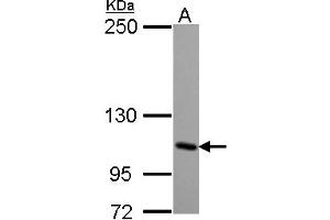 Image no. 1 for anti-Glutamate Receptor, Ionotropic, Kainate 4 (GRIK4) (AA 225-447) antibody (ABIN1498523) (GRIK4 antibody  (AA 225-447))