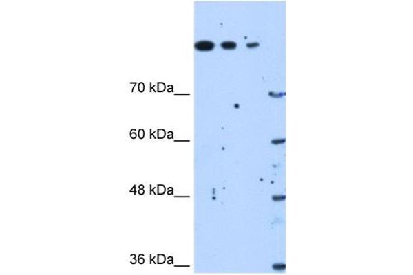 SETD2 antibody  (N-Term)