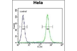MIC1 Antibody (N-term) (ABIN655711 and ABIN2845162) flow cytometric analysis of Hela cells (right histogram) compared to a negative control cell (left histogram).