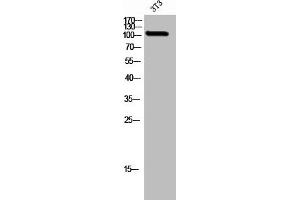 Western Blot analysis of 3T3 cells using GluR-δ2 Polyclonal Antibody (GRID2 antibody  (C-Term))