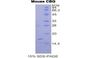 SDS-PAGE analysis of Mouse Corticosteroid Binding Globulin (CBG) Protein. (SERPINA6 Protein)