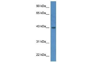 ELMOD3 antibody (70R-10070) used at 0. (ELMOD3 antibody  (C-Term))