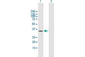 CENPT antibody  (AA 1-299)