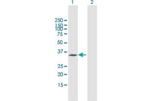 CENPT antibody  (AA 1-299)