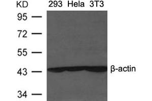Western blot analysis of extracts from 293, Heia and 3T3 cells using β-actin Antibody. (beta Actin antibody  (AA 6-10))