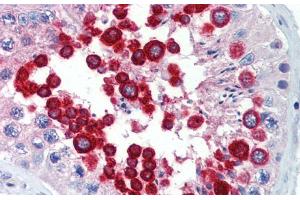 Immunohistochemistry with Human Testis lysate tissue at an Antibody concentration of 5. (JAZF1 antibody  (C-Term))