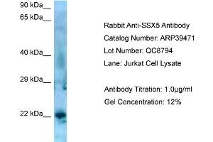 Western Blotting (WB) image for anti-Synovial Sarcoma, X Breakpoint 5 (SSX5) (C-Term) antibody (ABIN2781136) (SSX5 antibody  (C-Term))
