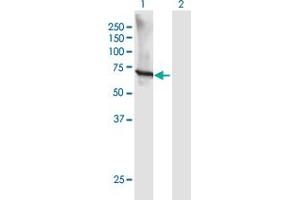 GTF3C5 antibody  (AA 1-519)