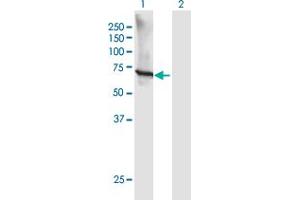 Western Blot analysis of GTF3C5 expression in transfected 293T cell line by GTF3C5 MaxPab polyclonal antibody.