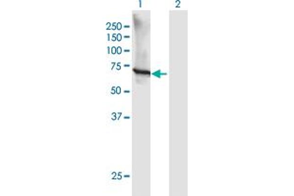 GTF3C5 antibody  (AA 1-519)