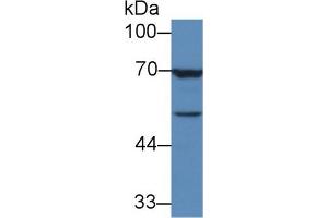 Detection of TGFb3 in Human MCF7 cell lysate using Monoclonal Antibody to Transforming Growth Factor Beta 3 (TGFb3) (TGFB3 antibody  (AA 24-300))