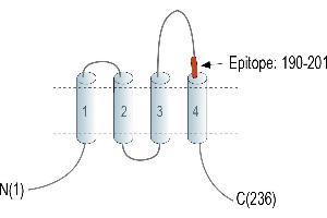 anti-CD81 (CD81) (AA 190-201), (Extracellular), (Loop 2) antibody
