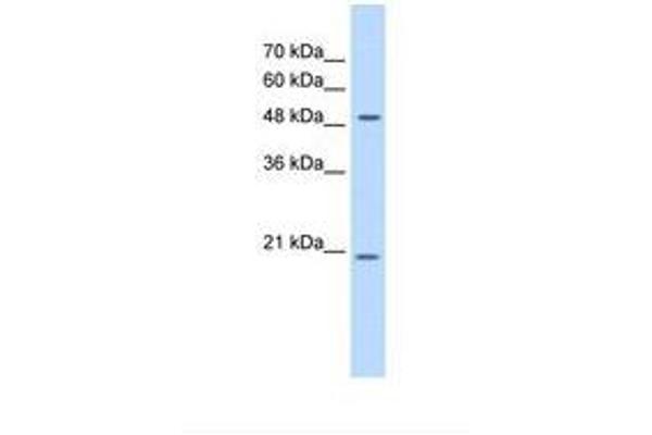 GCNT4 antibody  (AA 328-377)